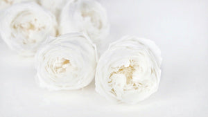 Englische Rosen konserviert Temari Earth Matters - 8 Köpfe - White 011 - Si-nature