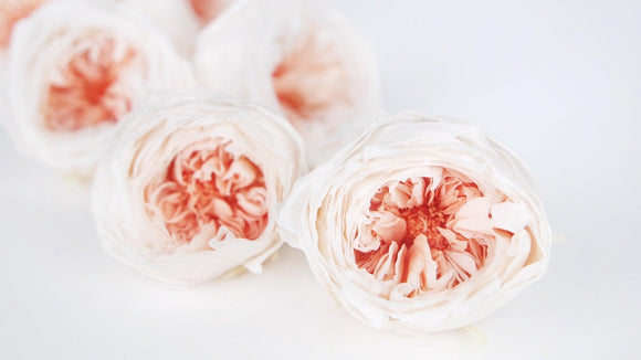 Roses anglaises stabilisées Temari Earth Matters - 8 têtes - White coral 061