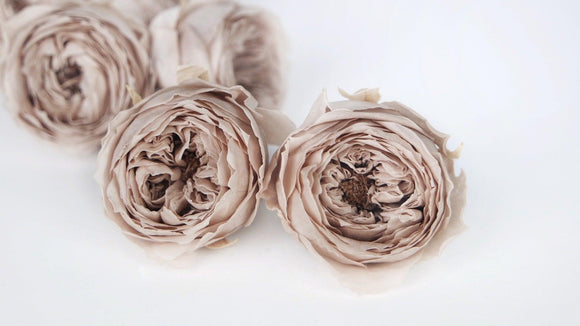 English roses preserved Temari Earth Matters - 8 heads - Pink beige 108