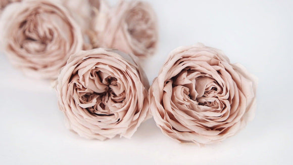 English roses preserved Temari Earth Matters - 8 heads - Champagne pink 131