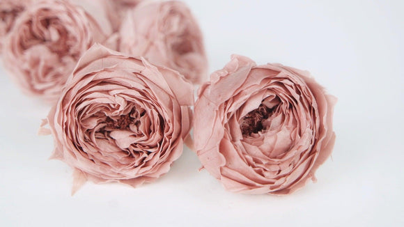 English roses preserved Temari Earth Matters - 8 heads - Mauve pink 192
