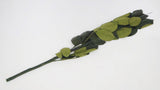 Konservierter Rosenstiel 50 cm mit Kelchblätter - 6 Stiele - Grün - Si-nature