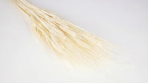 Dried barley - 1 bunch - Vanilla
