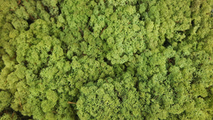 Lichen preserved - 500 g - Vintage green