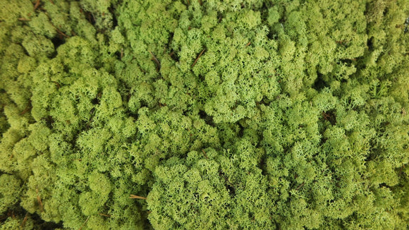 Lichen preserved - 2,5 kg - Vintage green