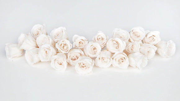 Roses preserved Vivian Earth Matters - 24 heads - White champagne 021