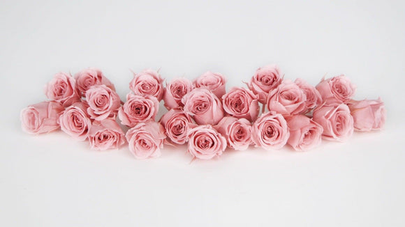 Roses stabilisées Vivian Earth Matters - 24 têtes - Vanilla pink 133
