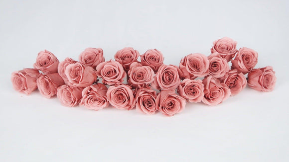 Roses stabilisées Vivian Earth Matters - 24 têtes - Bon bon pink 171