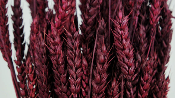 Dried wheat - 1 bunch - Berry