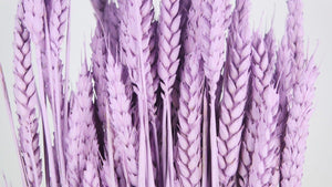 Dried wheat - 1 bunch - Powder purple