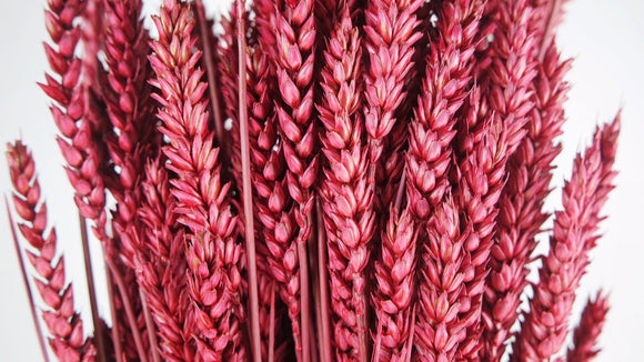 Weizen getrocknet - 1 Bund - Rot