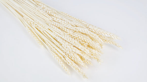 Dried wheat - 1 bunch - Vanilla