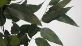 Konservierter Eukalyptus Willow - 1 Bund - Khaki - Si-nature