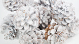 Pine cones - 1 bunch - Snow