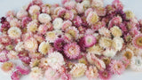 Strawflowers heads - 2 kg - Misc. colours