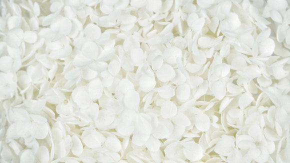 Preserved hydrangea Anna - 1 head - White