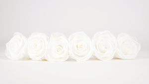 Stabilisierte Rosen 6,5 cm - 6 Stück - Weiß