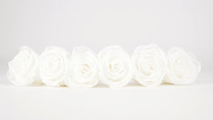 Preserved roses 5 cm - 6 rose heads - White